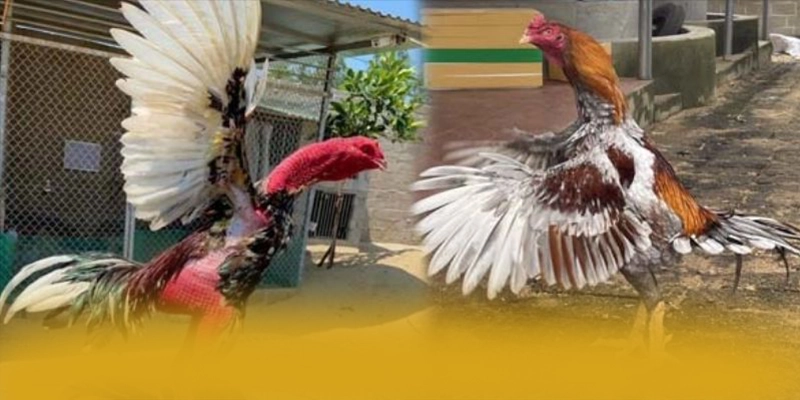 CONGA6789 - Tổng quan về hệ thống một cách tổng quan.