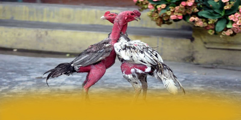 LC88 - Cổng giải trí với chương trình tri ân lớn được giới cược thủ đánh giá cao – Khám phá LC88
