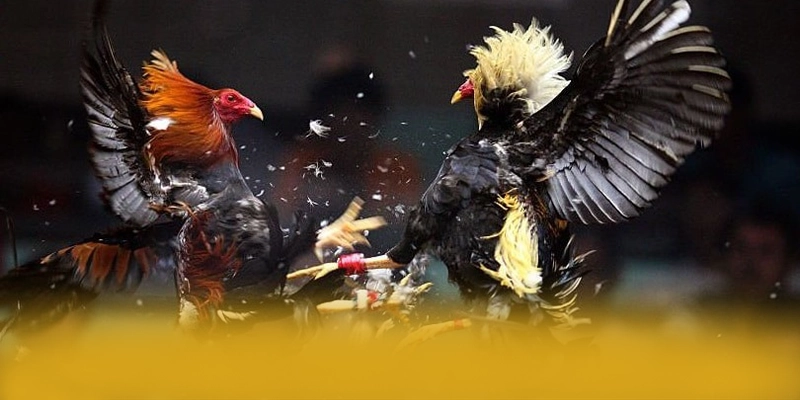 KKWIN - Cổng game được đánh giá cao về chất lượng hiện nay – Khám phá ngay các trò chơi tại KKWIN